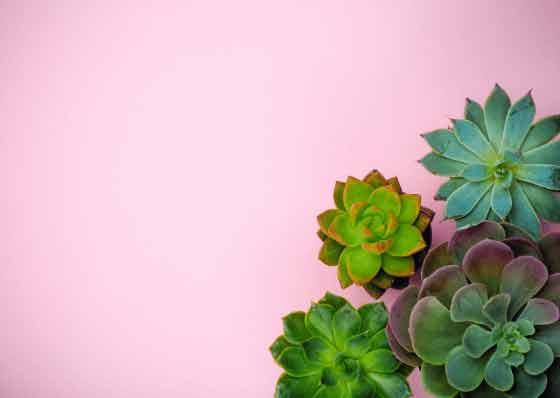 Image of Roses