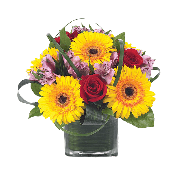 Image of Gerbera Party