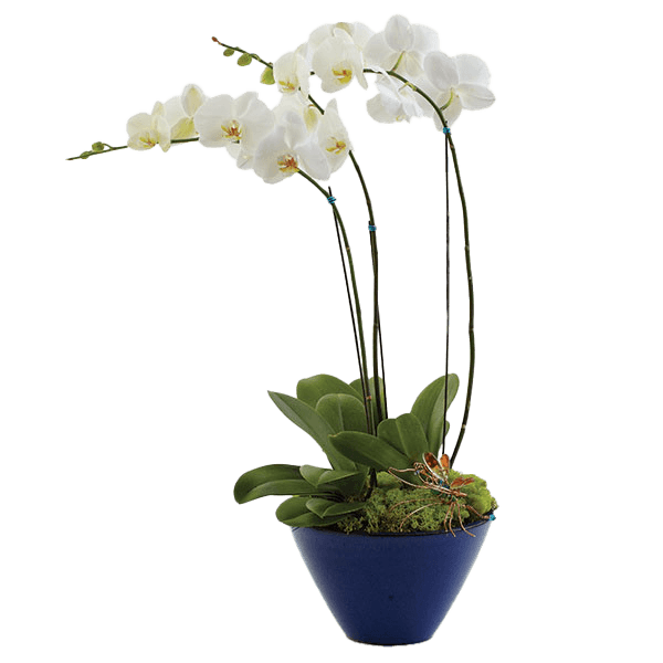 Image of Opulent Orchids - Triple